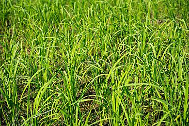 国外数据分析师爆料《极限竞速：地平线5》玩家已突破1500万